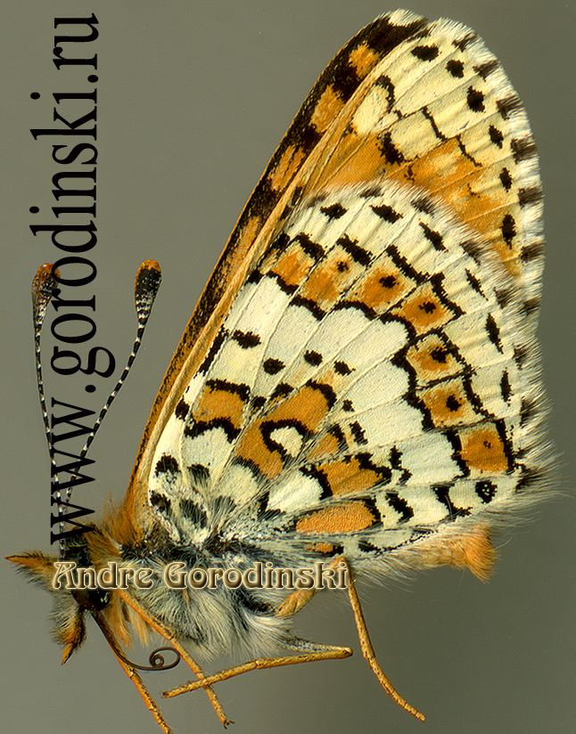 http://www.gorodinski.ru/nymphalidae/Melitaea cinxia amardea.jpg